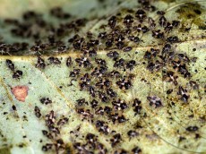 Corythucha arcuata_личинки_2016-2
